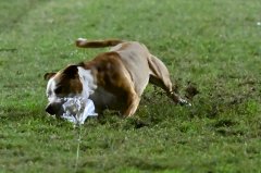 SprintDog_July_2024_1.jpg